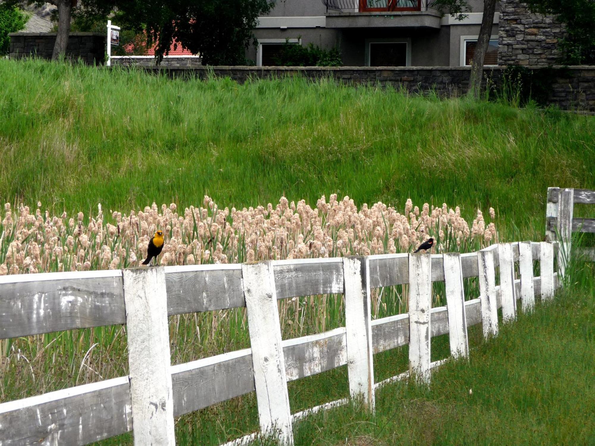 South Thompson Inn & Conference Centre Kamloops Esterno foto
